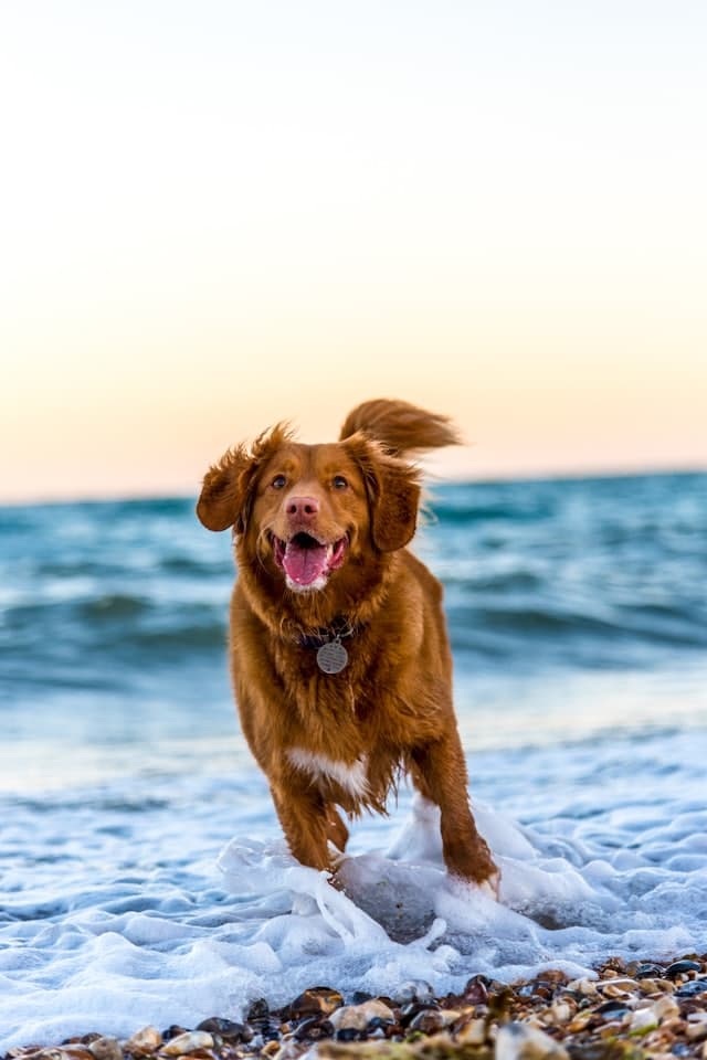Cachorro correndo na espuma do mar